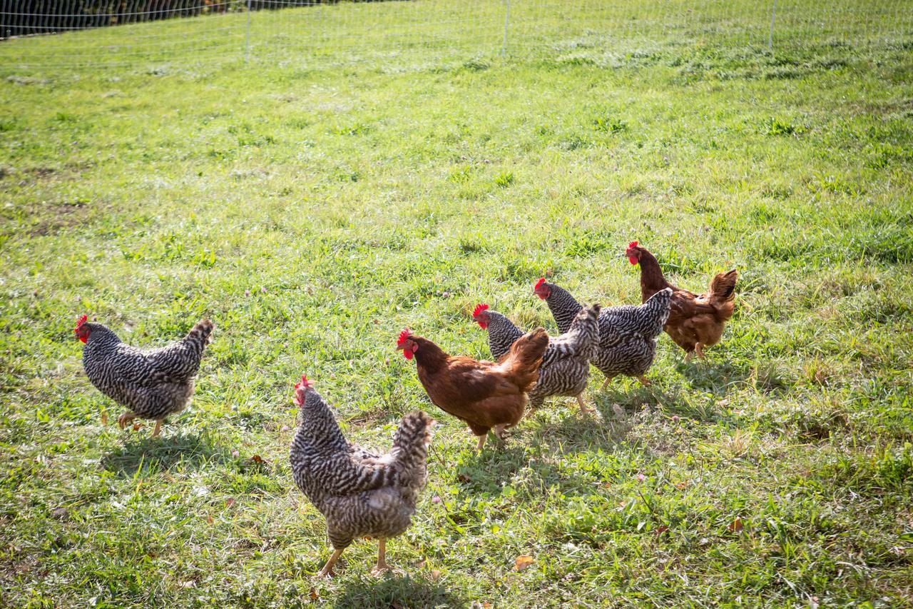 Woodstock Sustainable Farms Villa Rom bilde