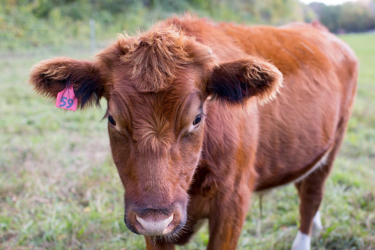 Woodstock Sustainable Farms Villa Rom bilde