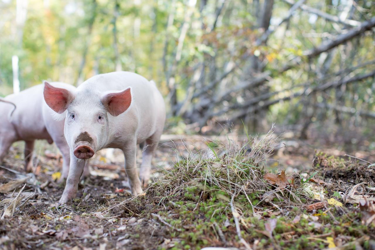 Woodstock Sustainable Farms Villa Rom bilde