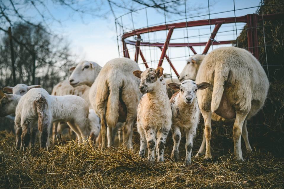 Woodstock Sustainable Farms Villa Rom bilde